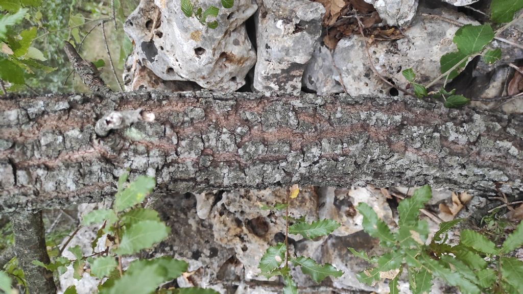 Quercus coccifera? No, Quercus trojana