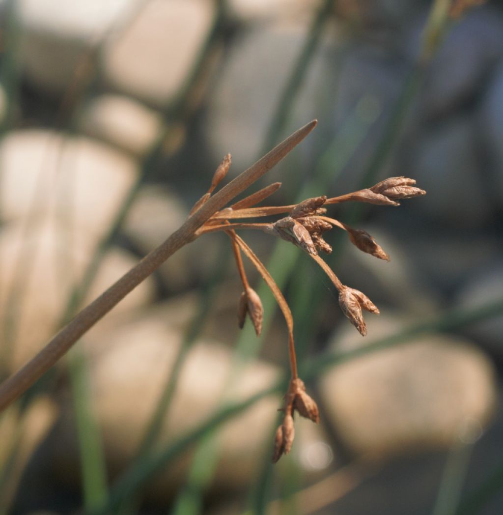 Schoenoplectus?  S, Schoenoplectus tabernaemontani