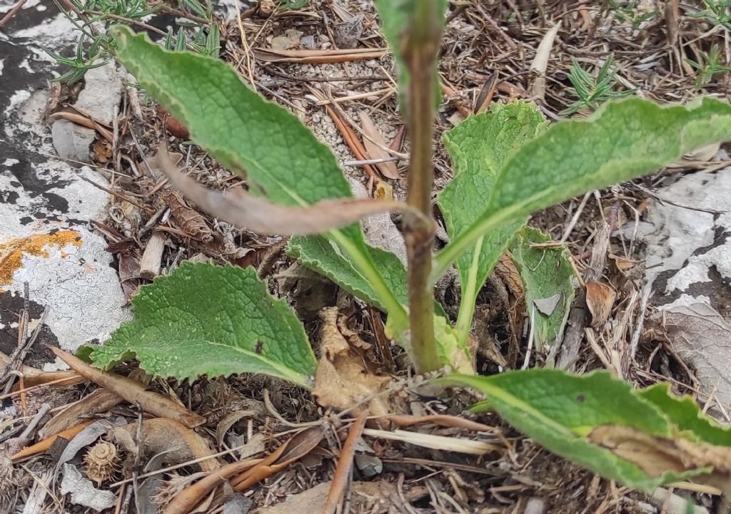 Verbascum?