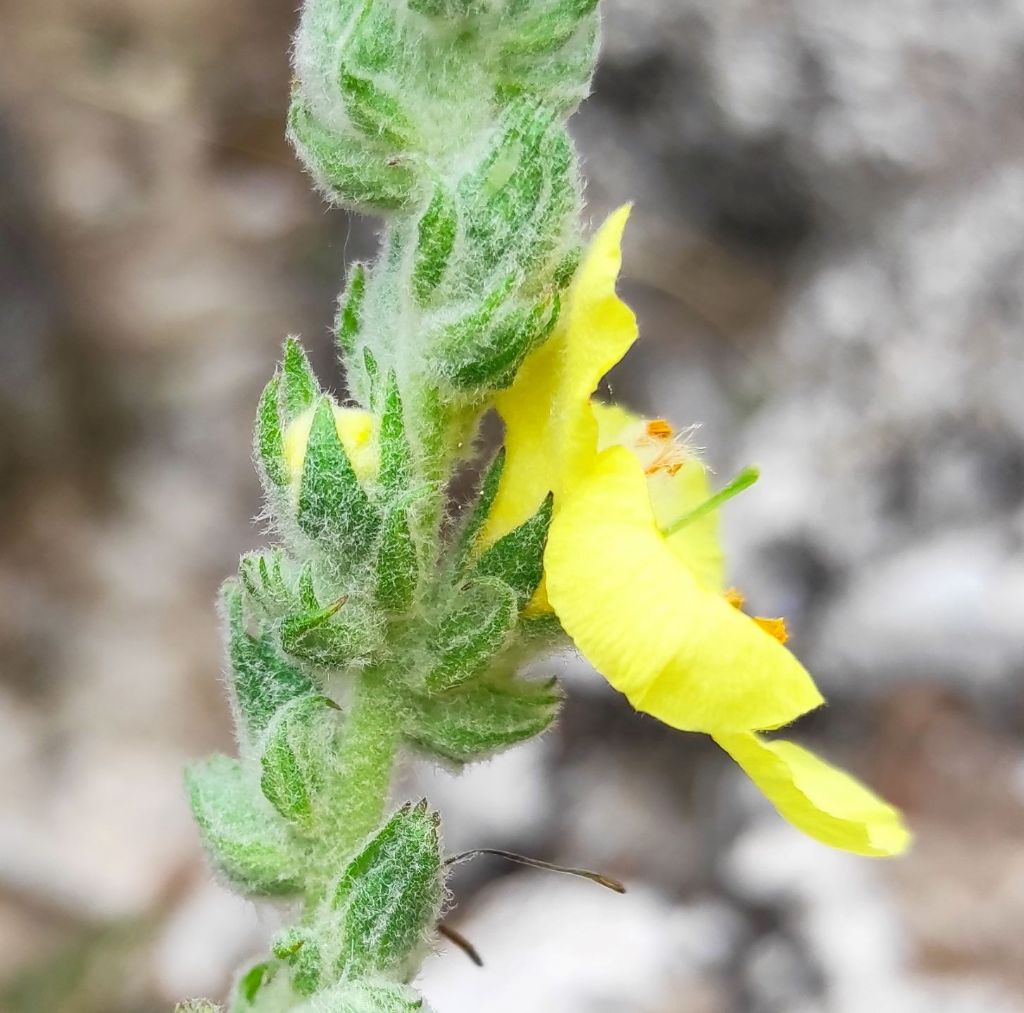 Verbascum?