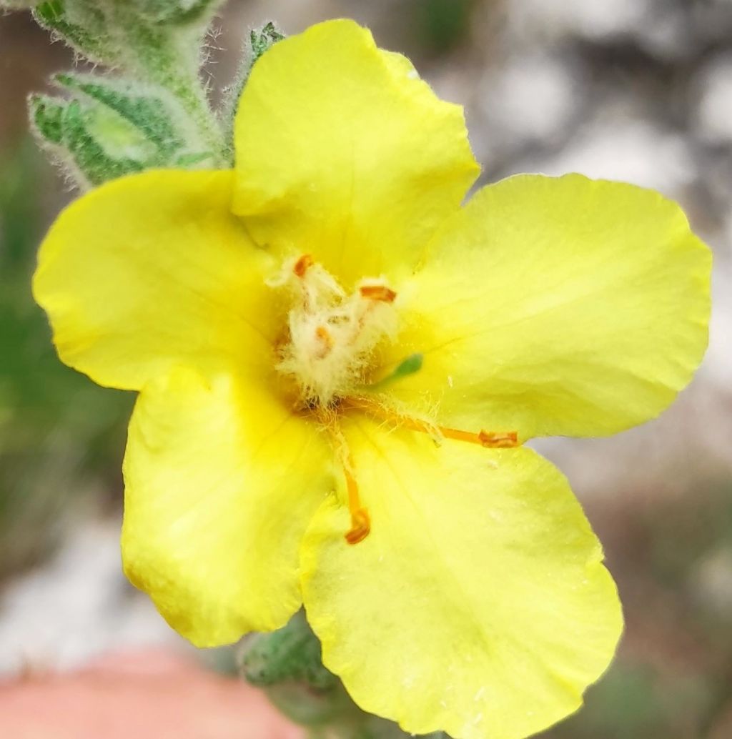 Verbascum?