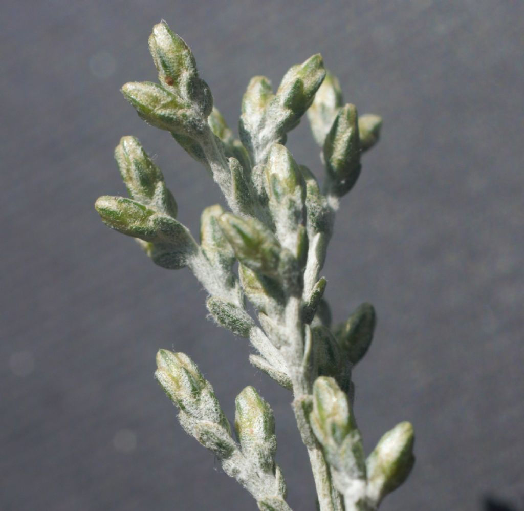 Artemisia?  S, Artemisia caerulescens