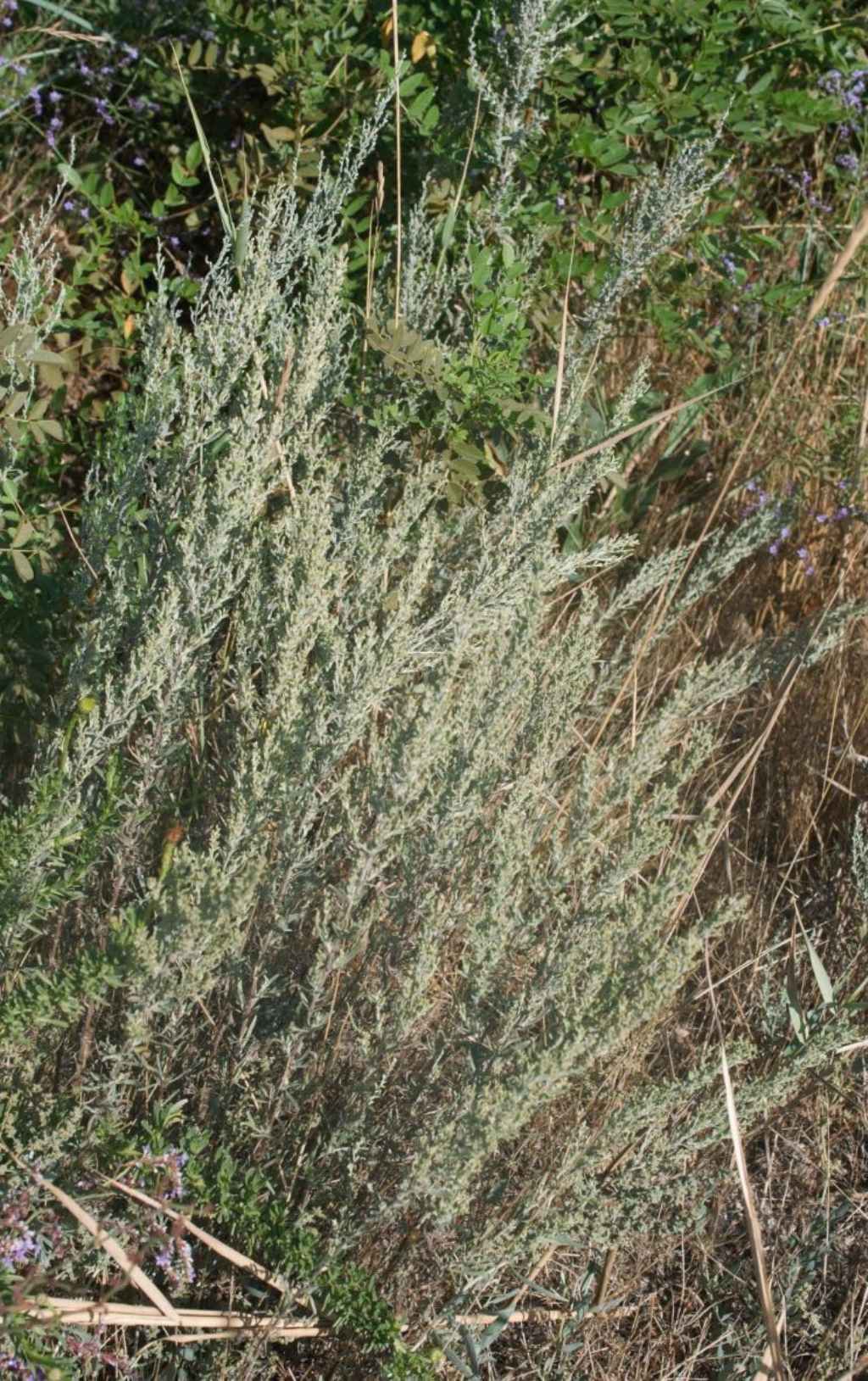 Artemisia?  S, Artemisia caerulescens