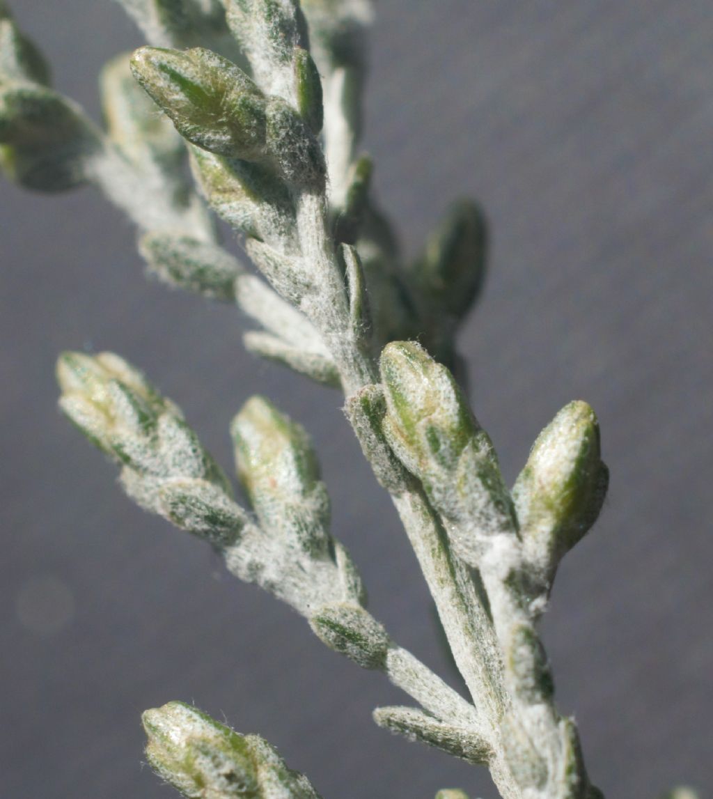 Artemisia?  S, Artemisia caerulescens