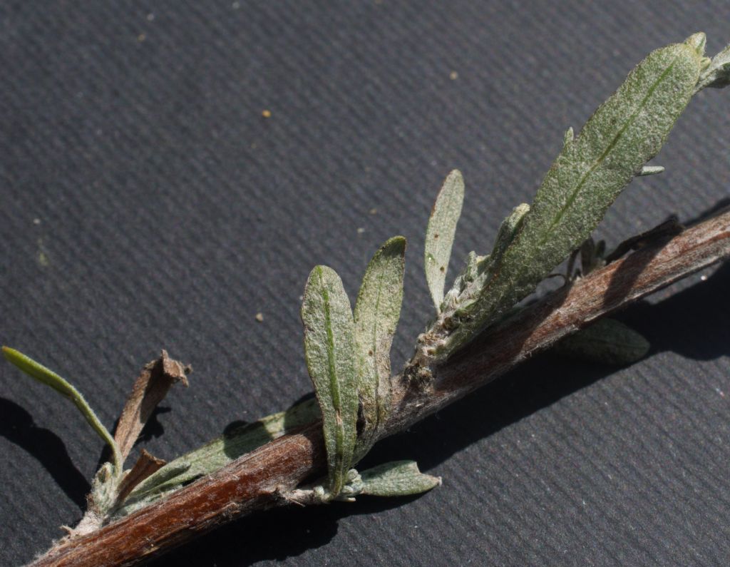 Artemisia?  S, Artemisia caerulescens