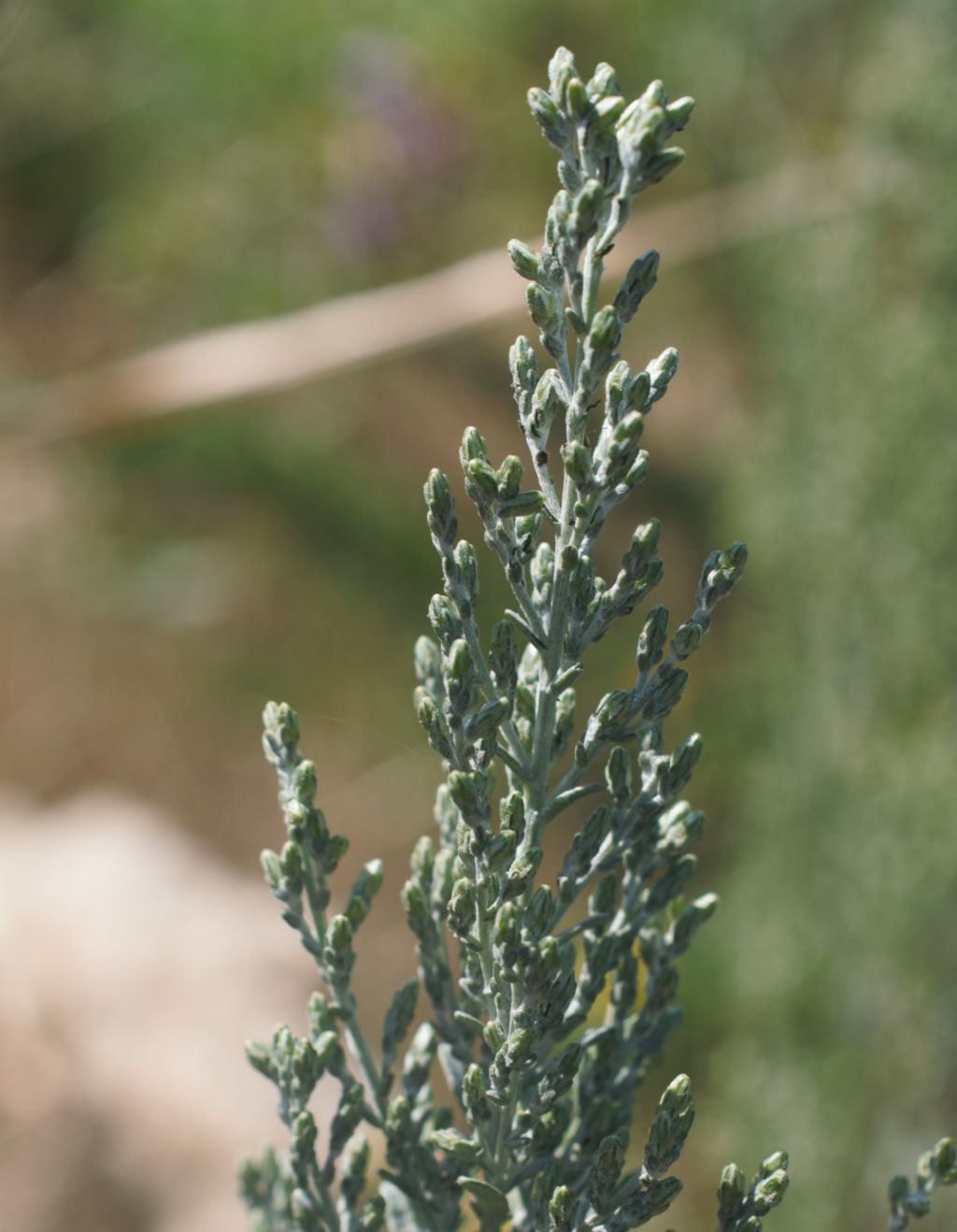 Artemisia?  S, Artemisia caerulescens