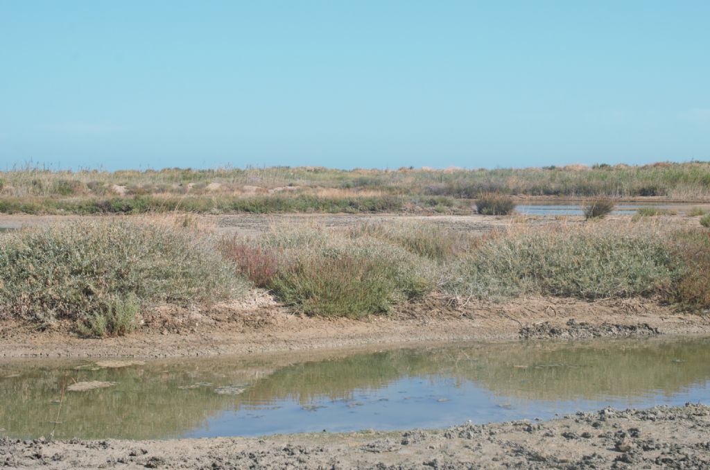 Arthocnemum?  No, Salicornia fruticosa (Chenopodiaceae)