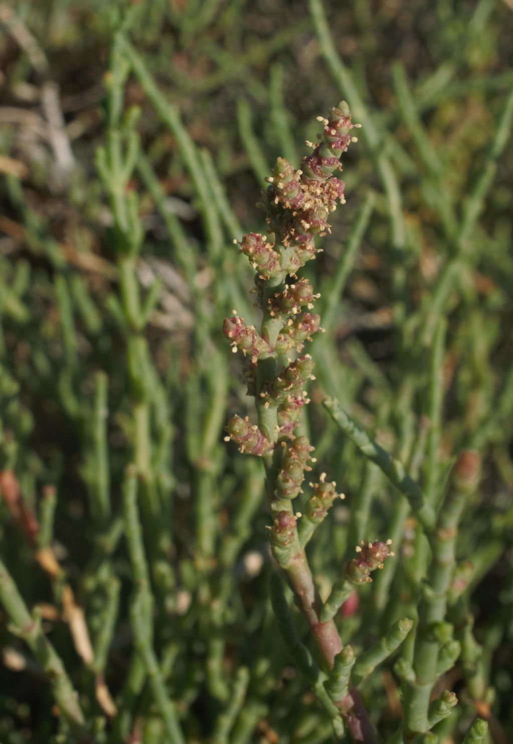 Arthocnemum?  No, Salicornia fruticosa (Chenopodiaceae)