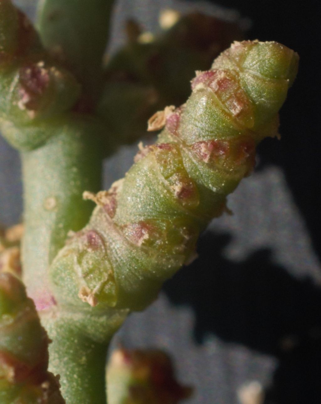 Arthocnemum?  No, Salicornia fruticosa (Chenopodiaceae)