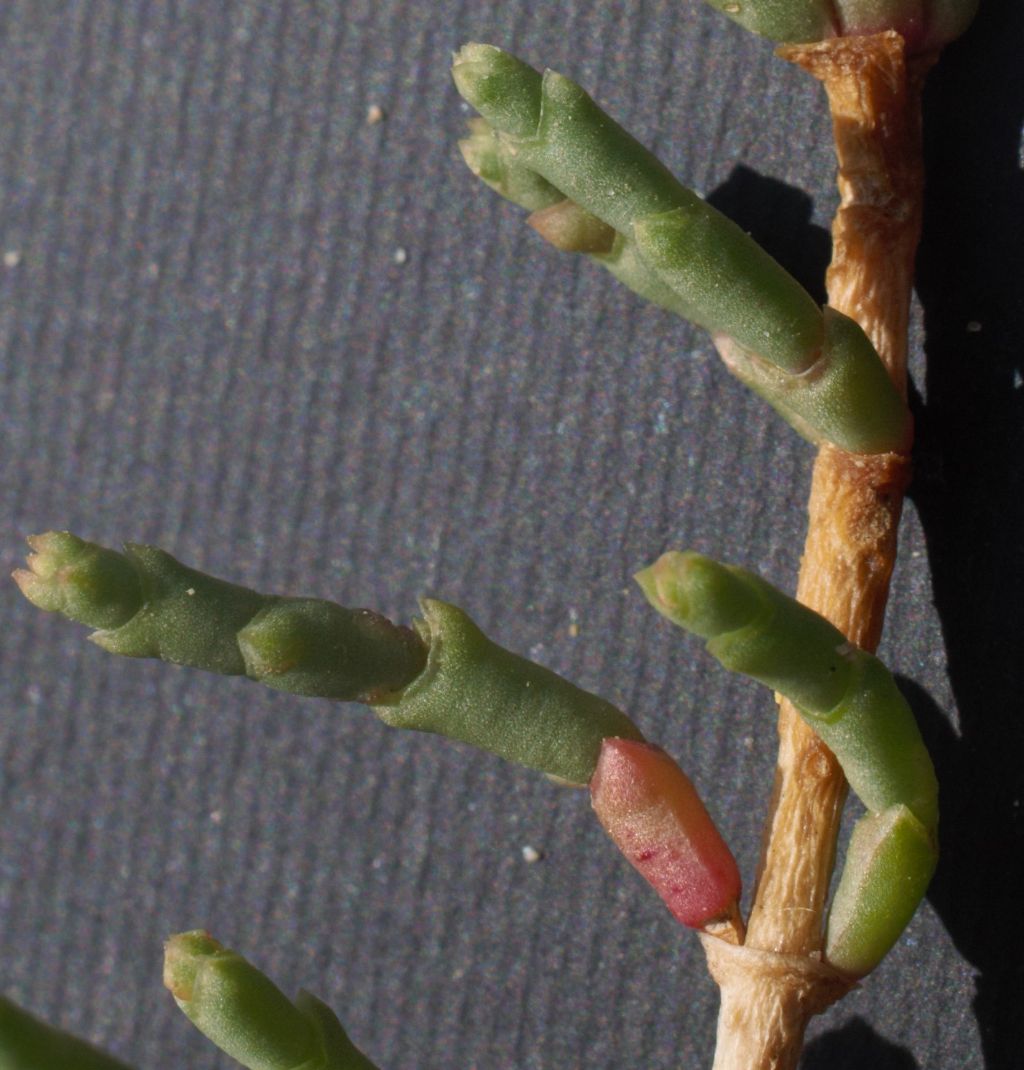 Arthocnemum?  No, Salicornia fruticosa (Chenopodiaceae)