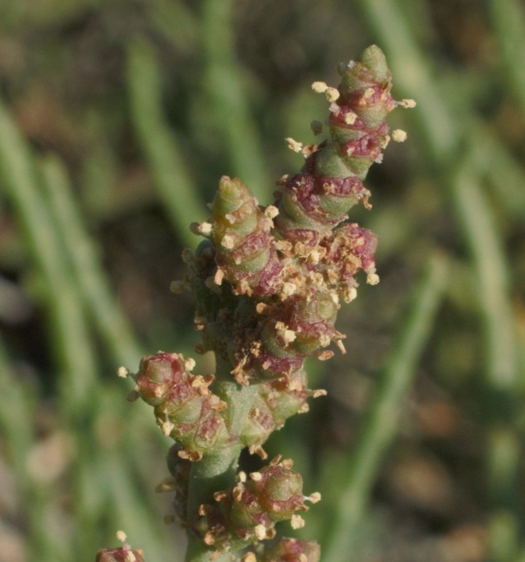 Arthocnemum?  No, Salicornia fruticosa (Chenopodiaceae)