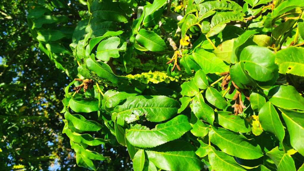 Orto botanico di Leiden (Olanda): Pterocarya fraxinifolia (Poir.) Spach