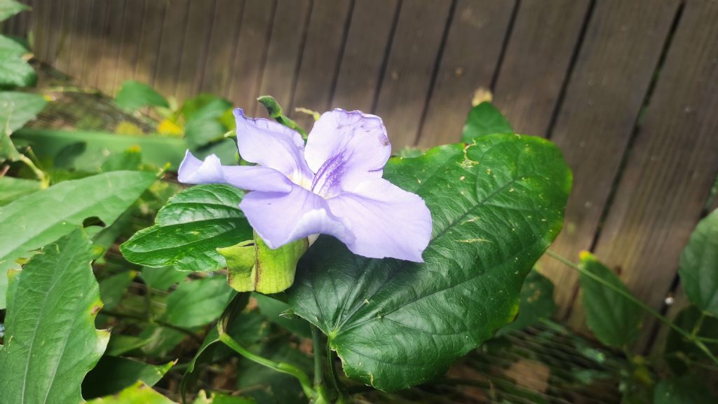 Orto Botanico di Leiden (Olanda): Tumbergia grandiflora? S