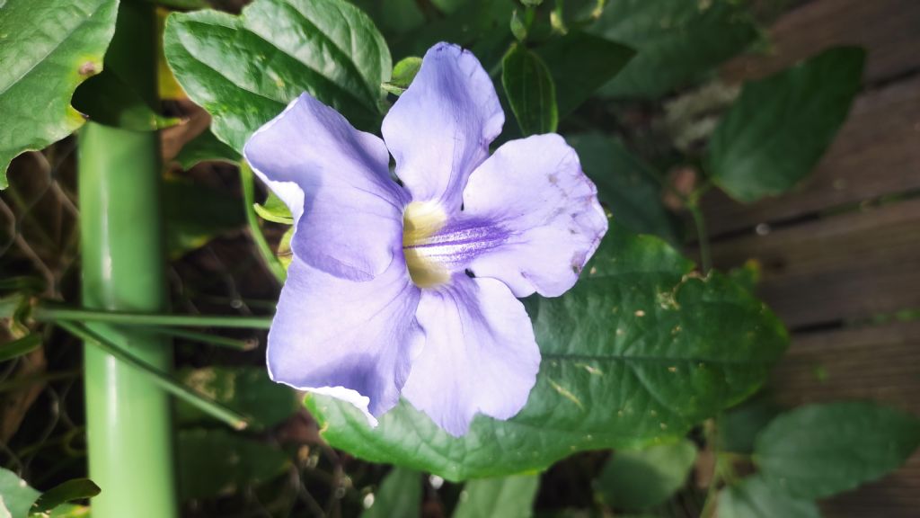 Orto Botanico di Leiden (Olanda): Tumbergia grandiflora? S