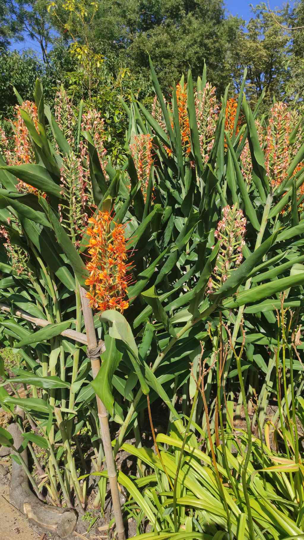 Orto botanico di Leiden (Olanda): cv di Hedychium sp.