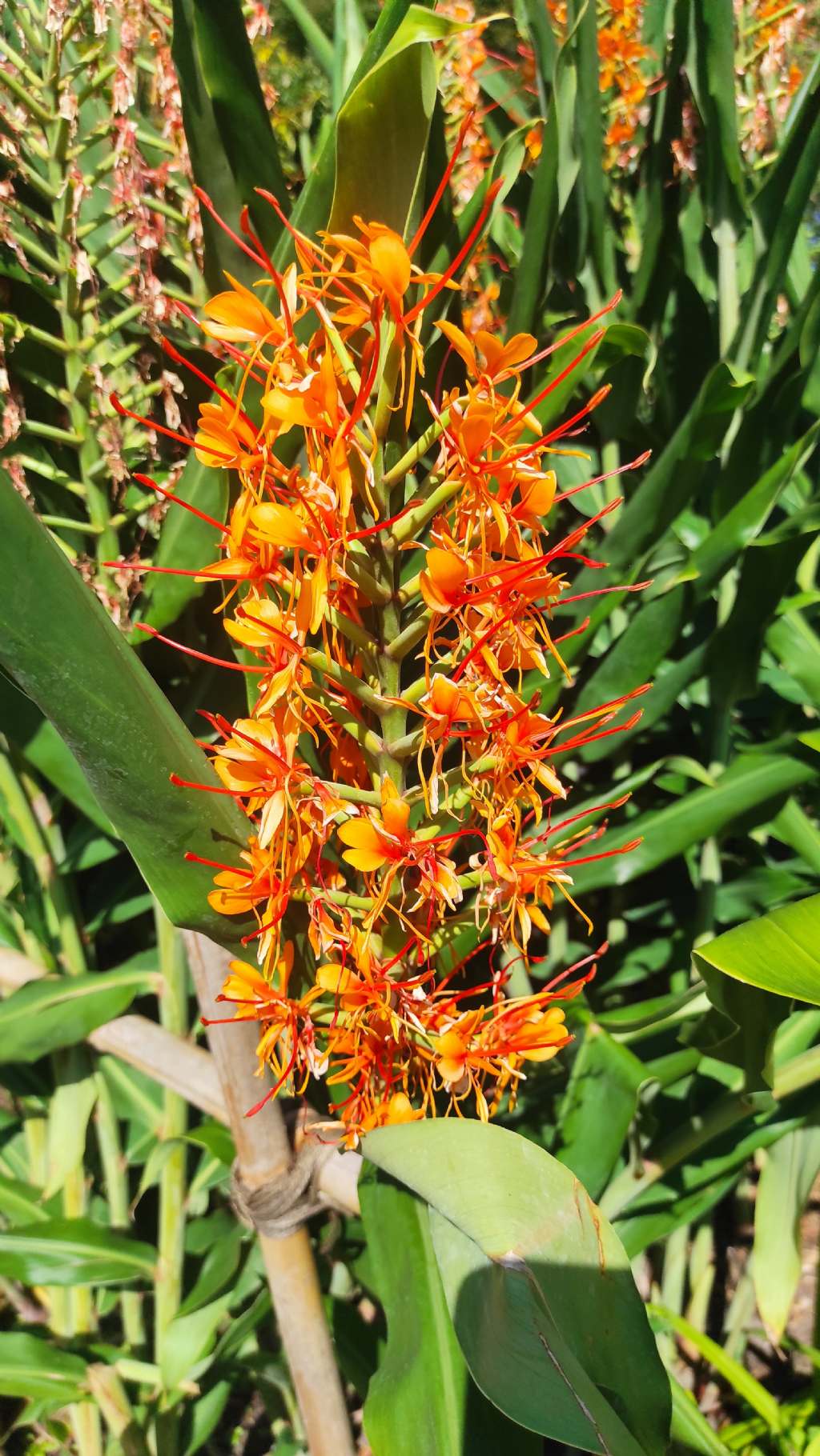 Orto botanico di Leiden (Olanda): cv di Hedychium sp.