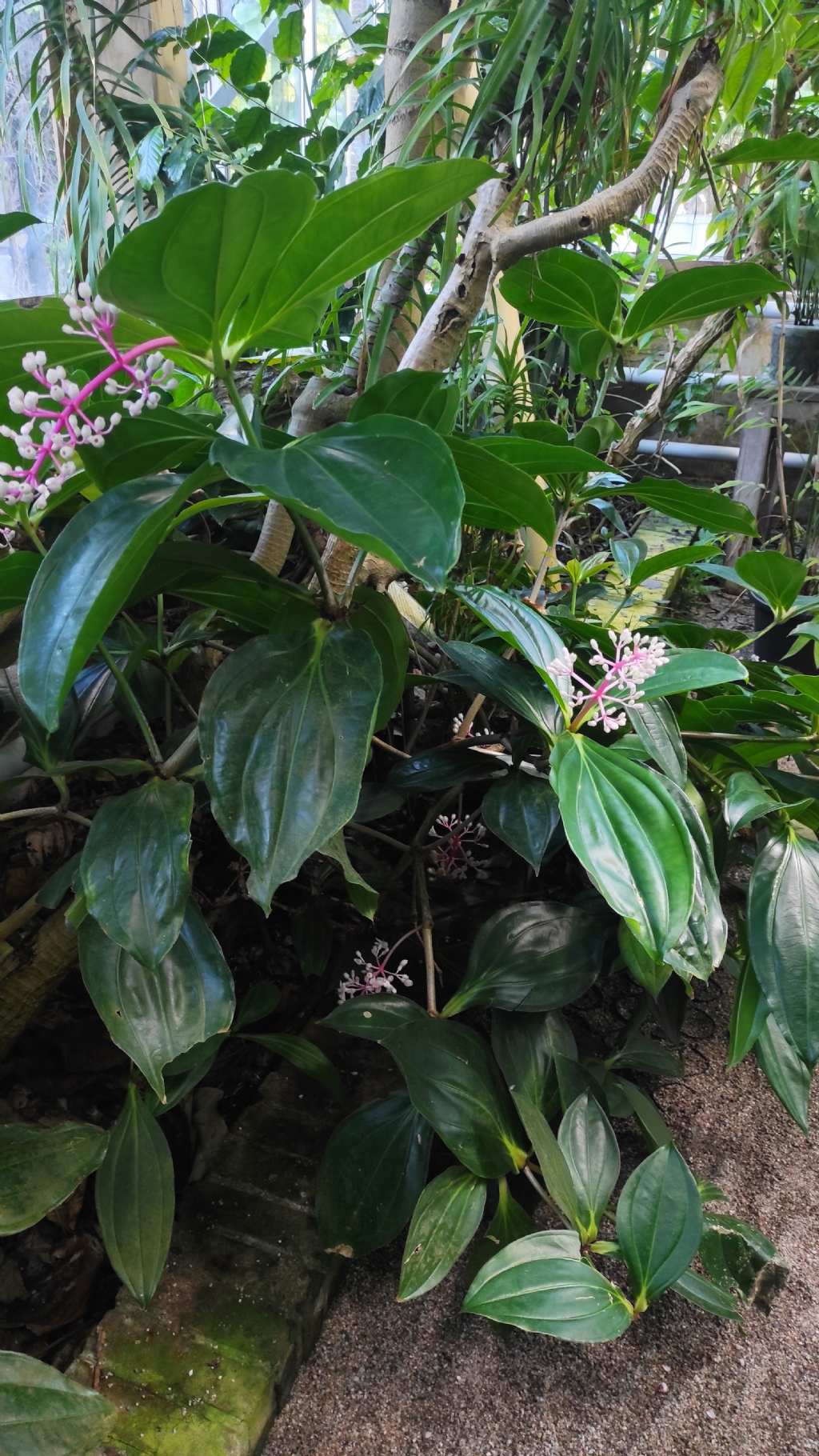 Orto botanico di Leiden (Olanda): Medinilla cumingii