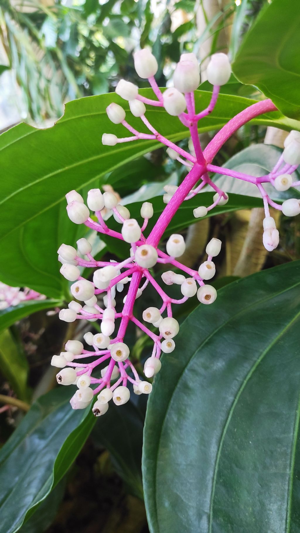 Orto botanico di Leiden (Olanda): Medinilla cumingii