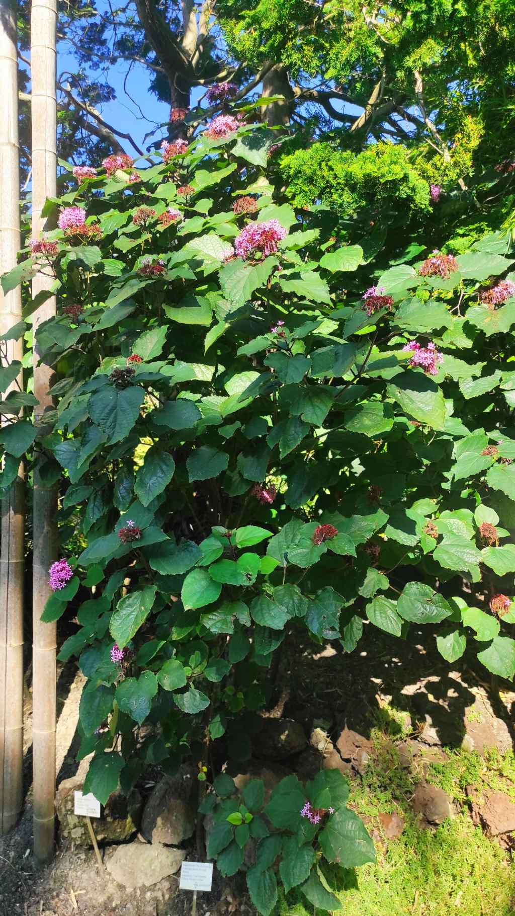 Orto botanico di Leiden (Olanda): Clerodendrum bungei