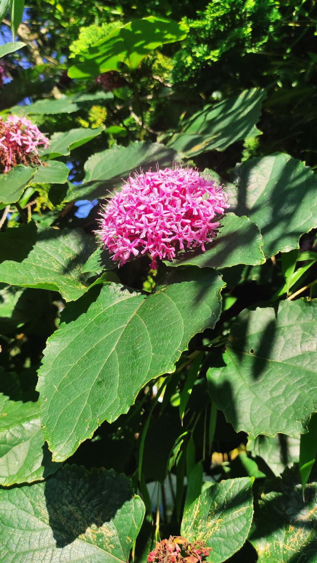 Orto botanico di Leiden (Olanda): Clerodendrum bungei