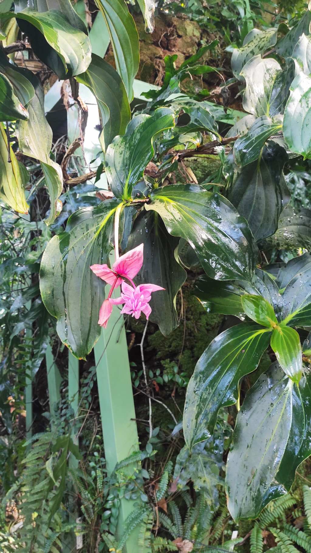 Orto botanico di Leiden (Olanda): Medinilla magnifica