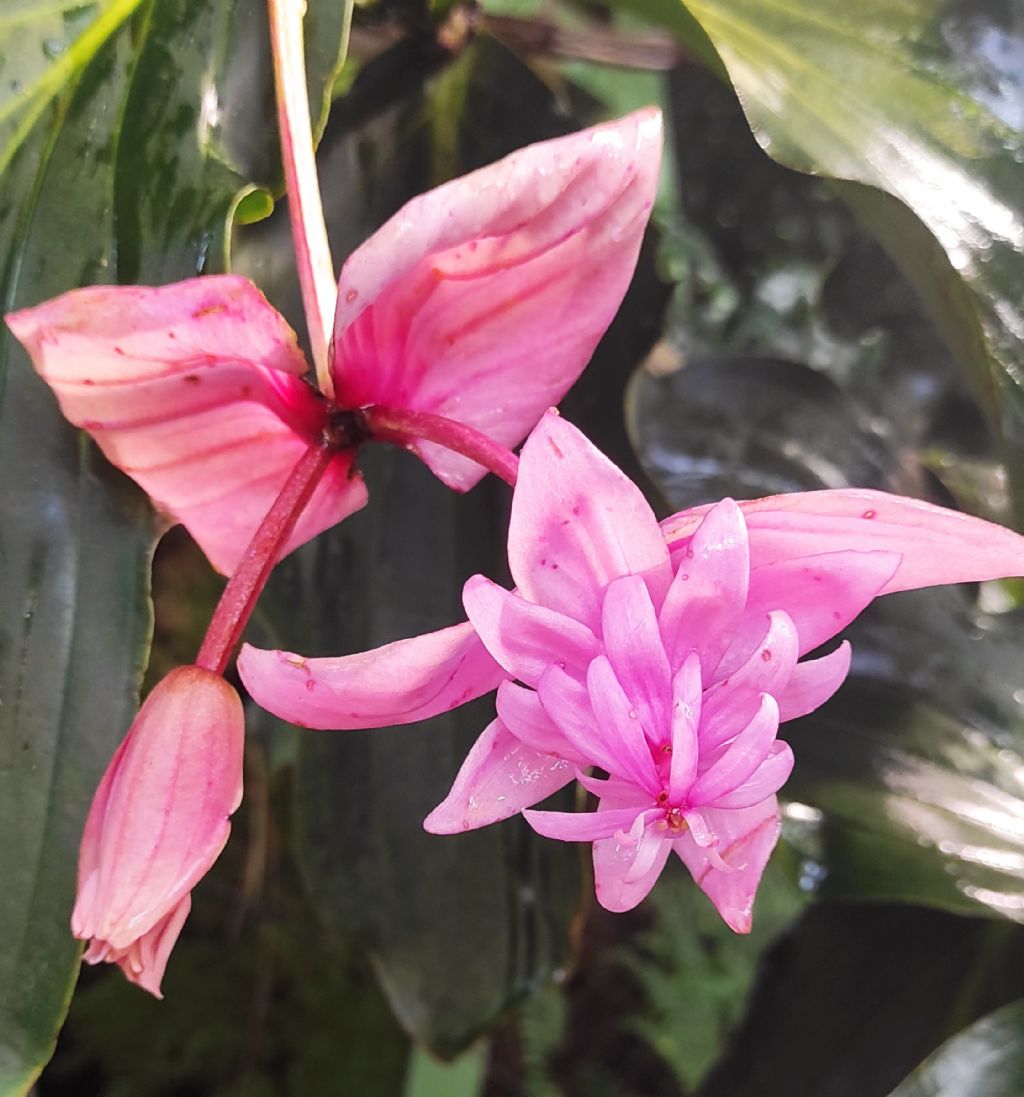 Orto botanico di Leiden (Olanda): Medinilla magnifica