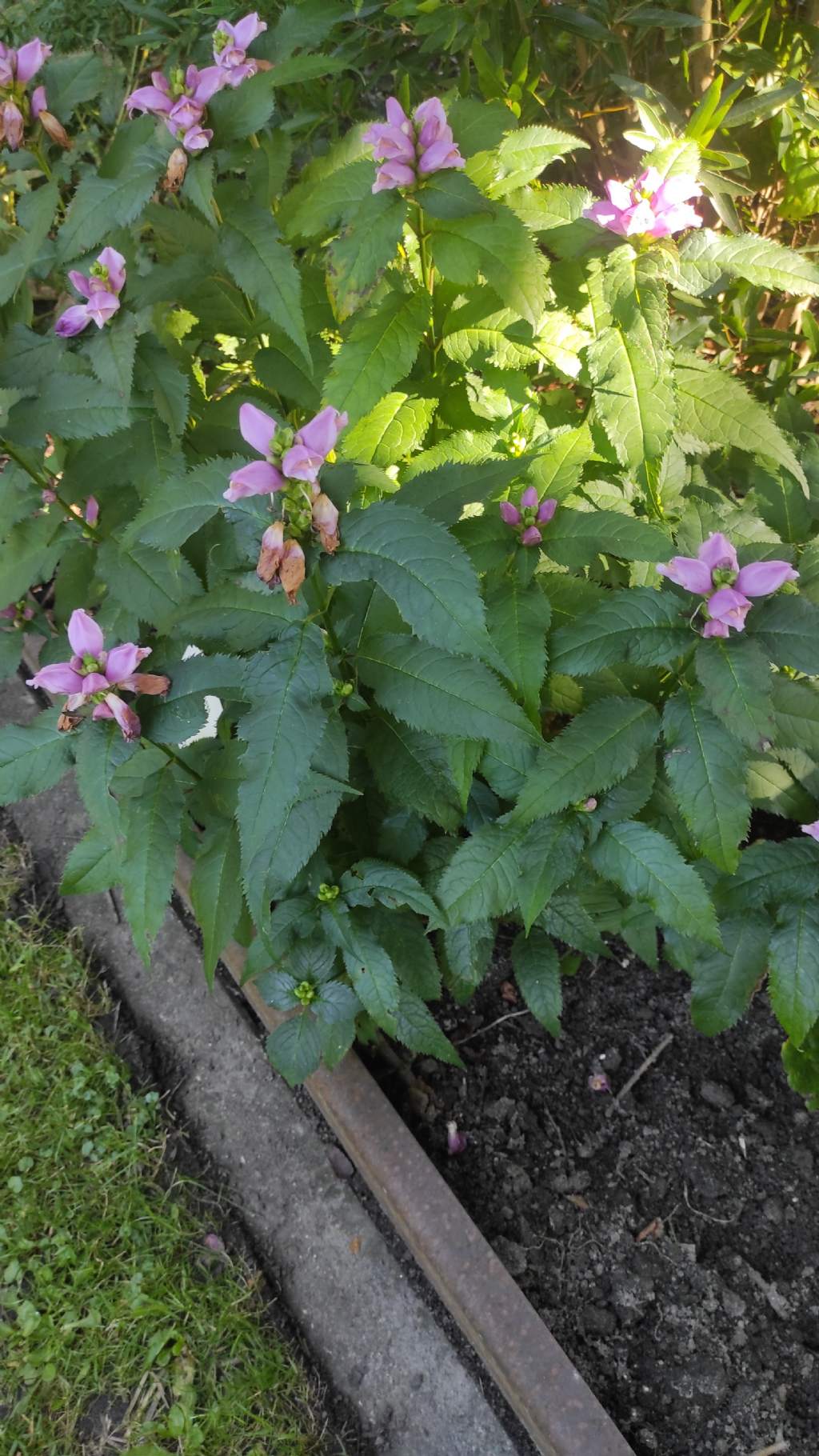 Orto botanico di Leiden (Olanda): Chelone obliqua