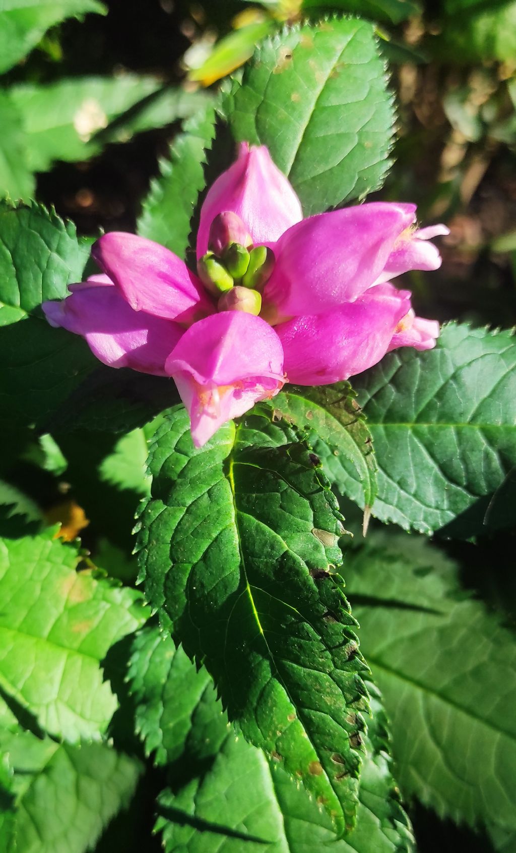 Orto botanico di Leiden (Olanda): Chelone obliqua