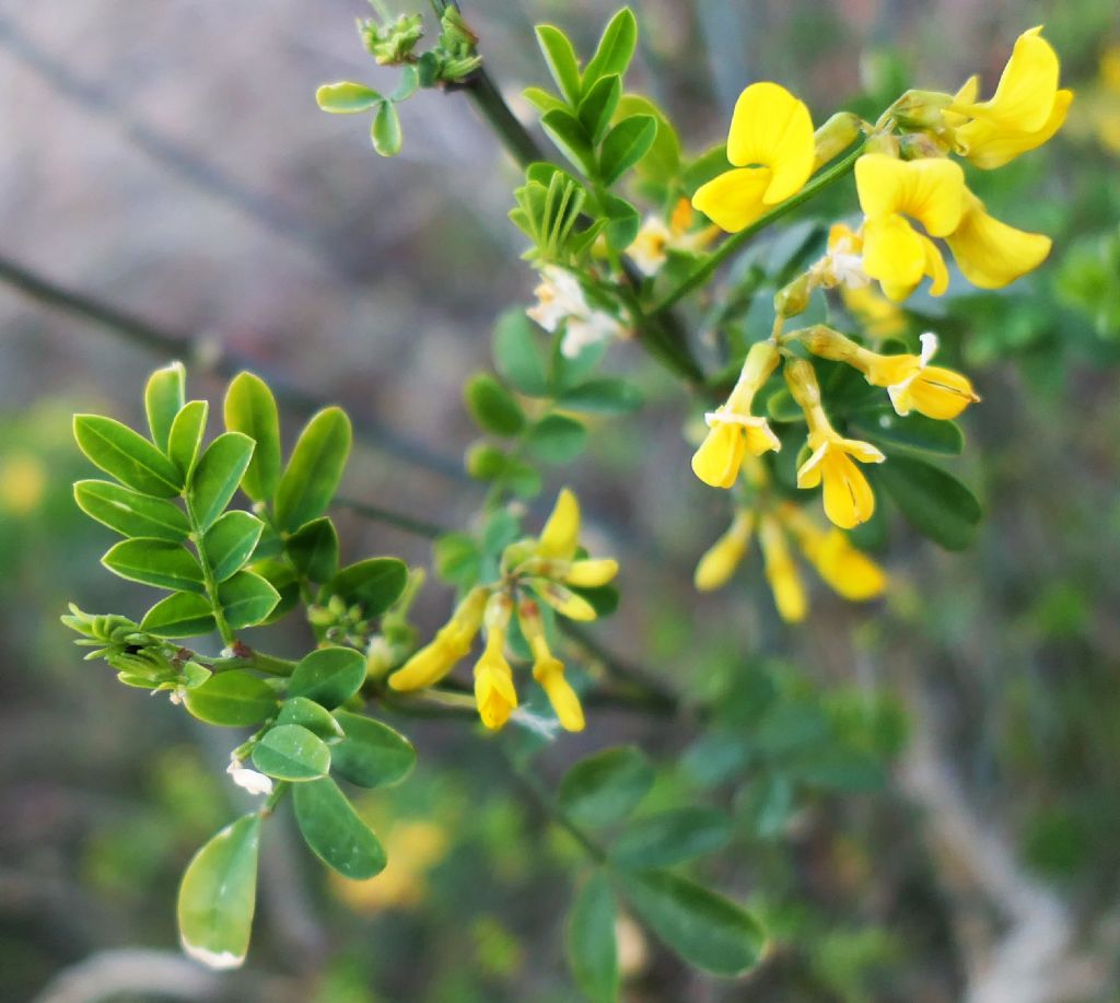 Fabaceae: Emerus major?  S