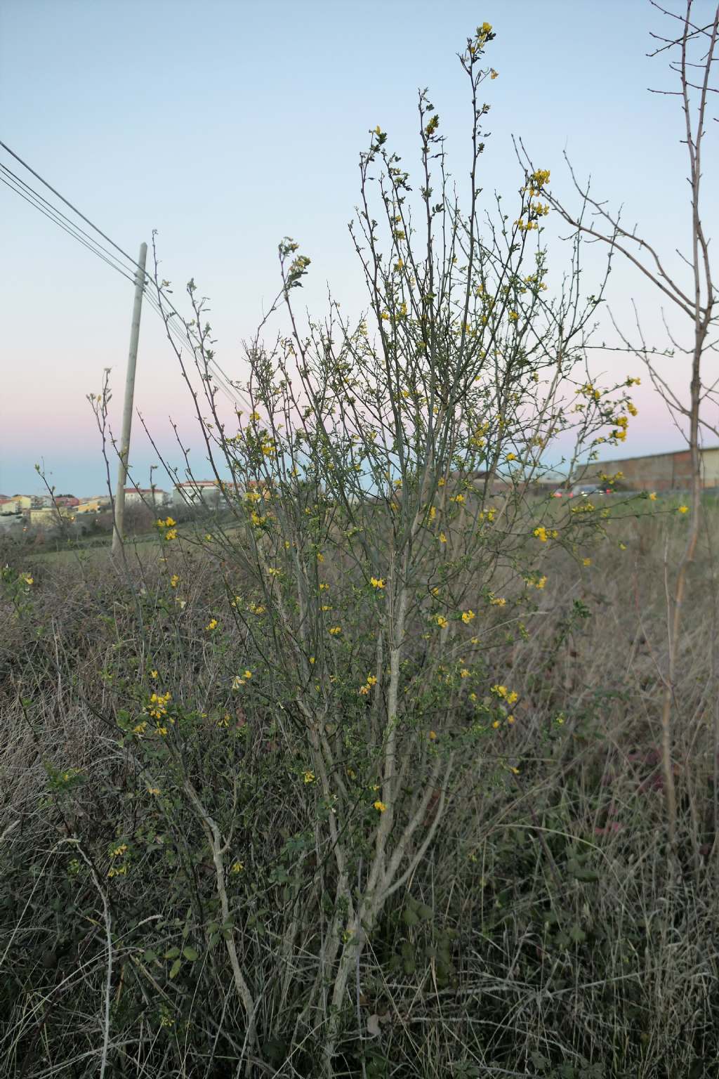 Fabaceae: Emerus major?  S