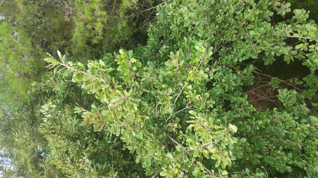 Quercus? S, Quercus cfr. pubescens