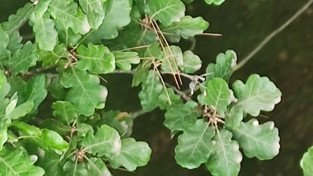 Quercus? S, Quercus cfr. pubescens