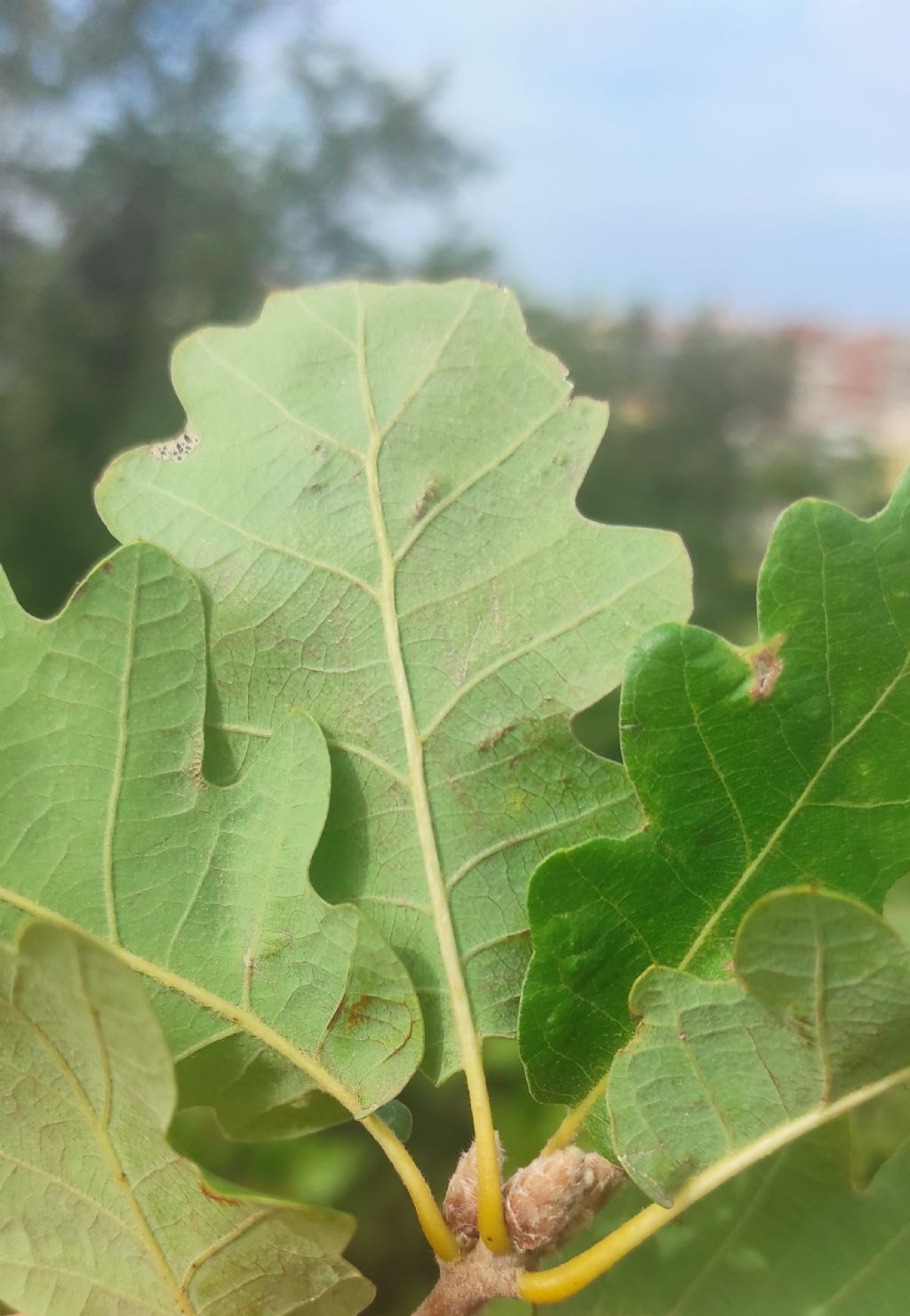 Quercus? S, Quercus cfr. pubescens