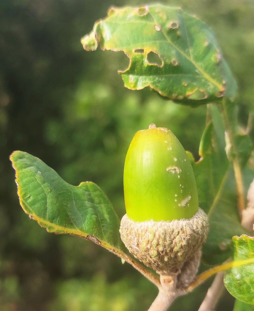 Quercus? S, Quercus cfr. pubescens