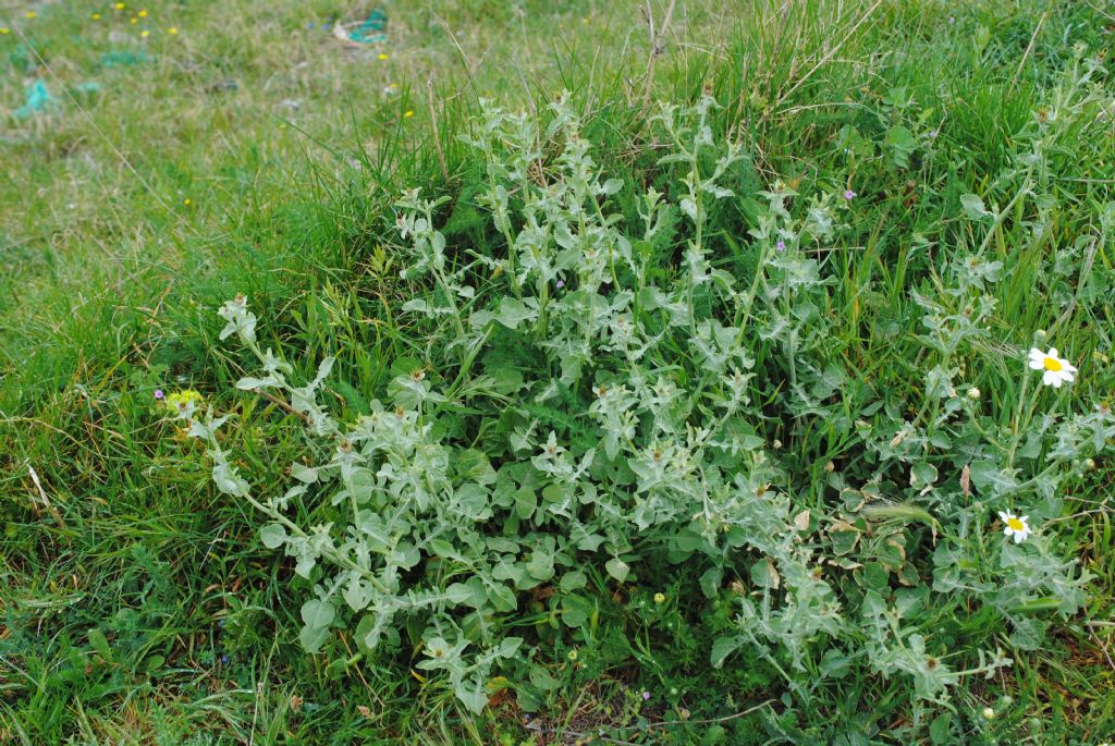 Centaurea? S, Centaurea sicula