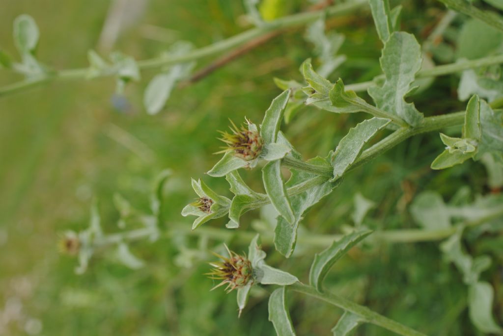 Centaurea? S, Centaurea sicula