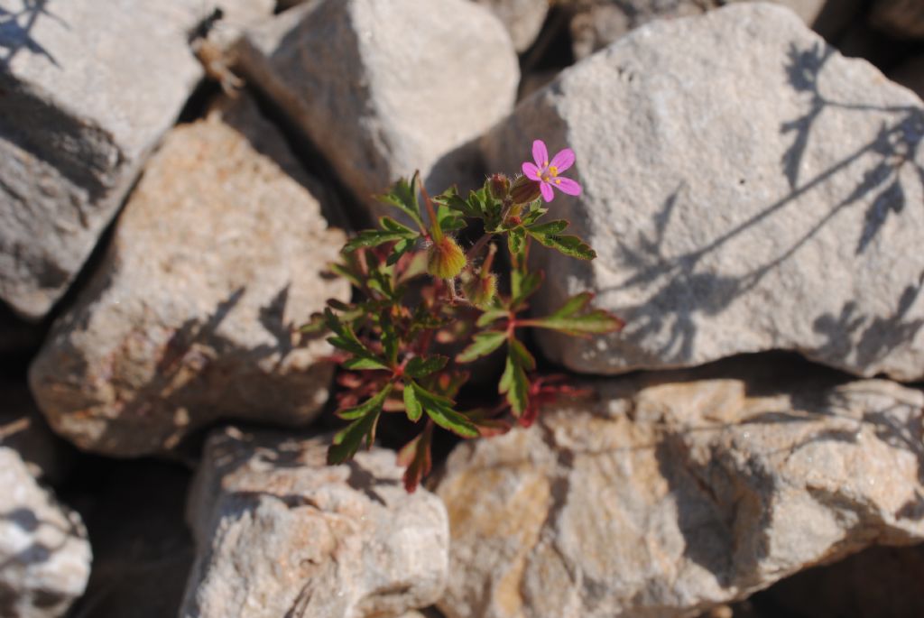 Geranium purpureum?  S