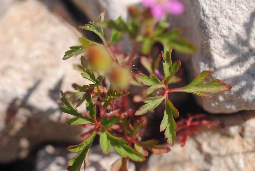 Geranium purpureum?  S