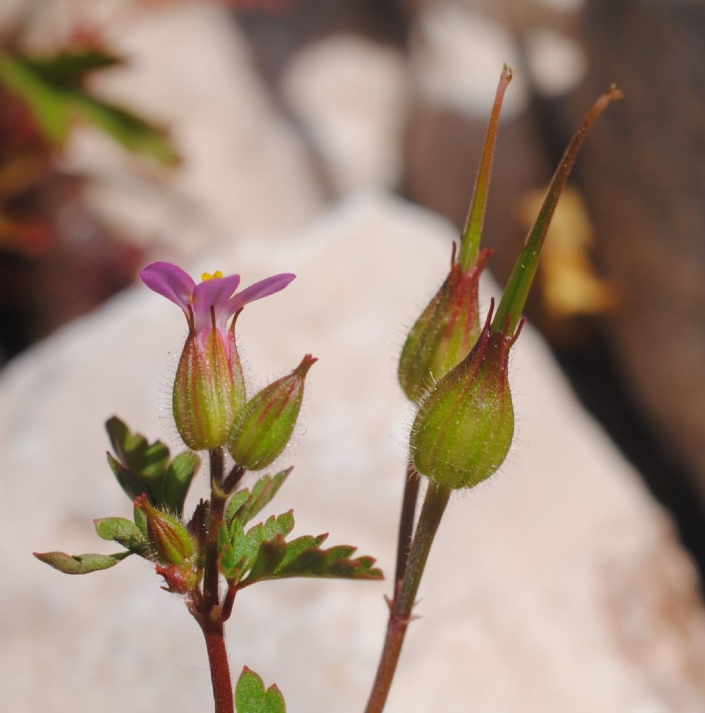 Geranium purpureum?  S