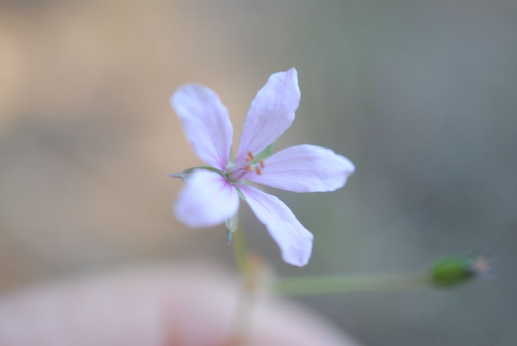 Erodium?