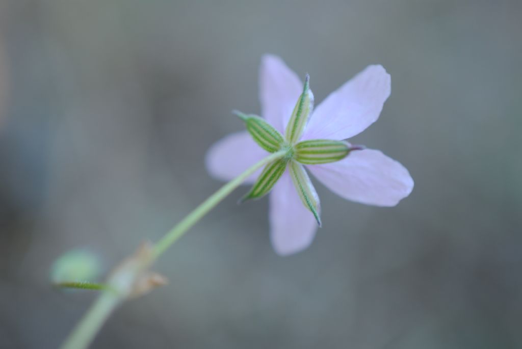 Erodium?