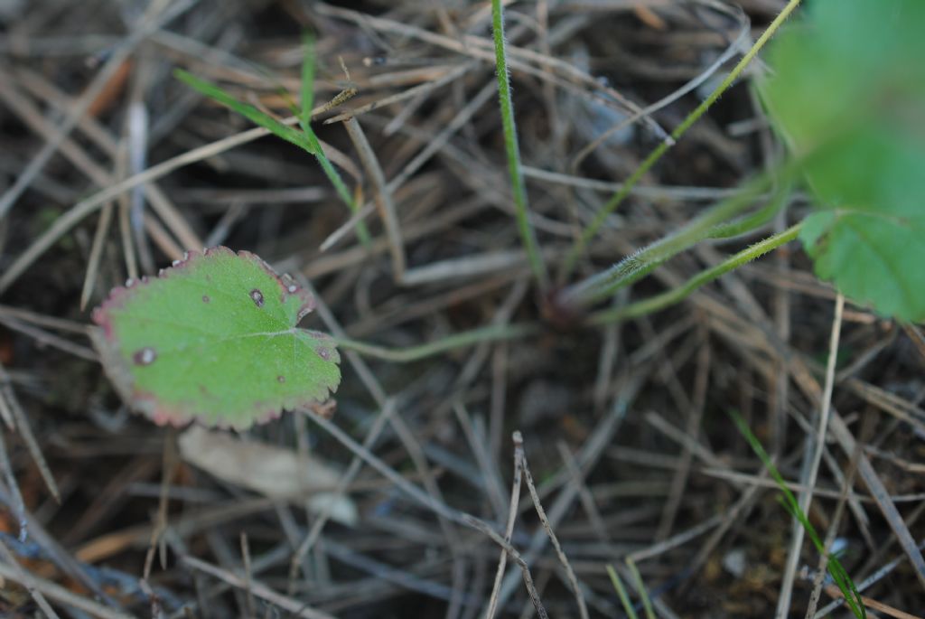 Erodium?