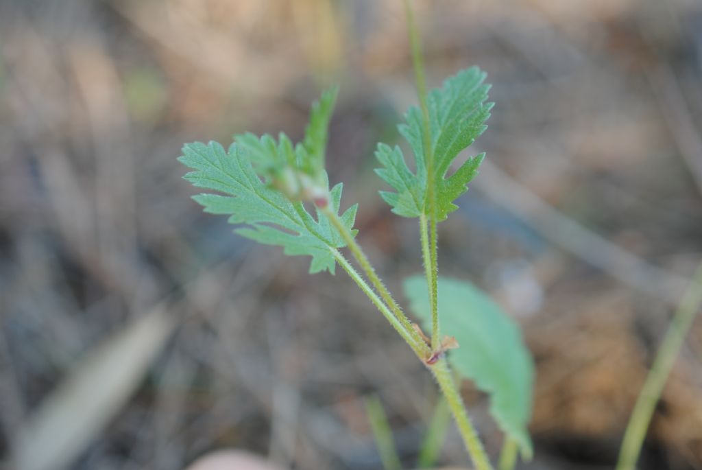 Erodium?