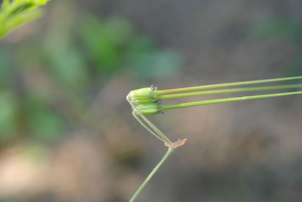 Erodium?