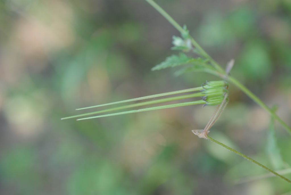 Erodium?
