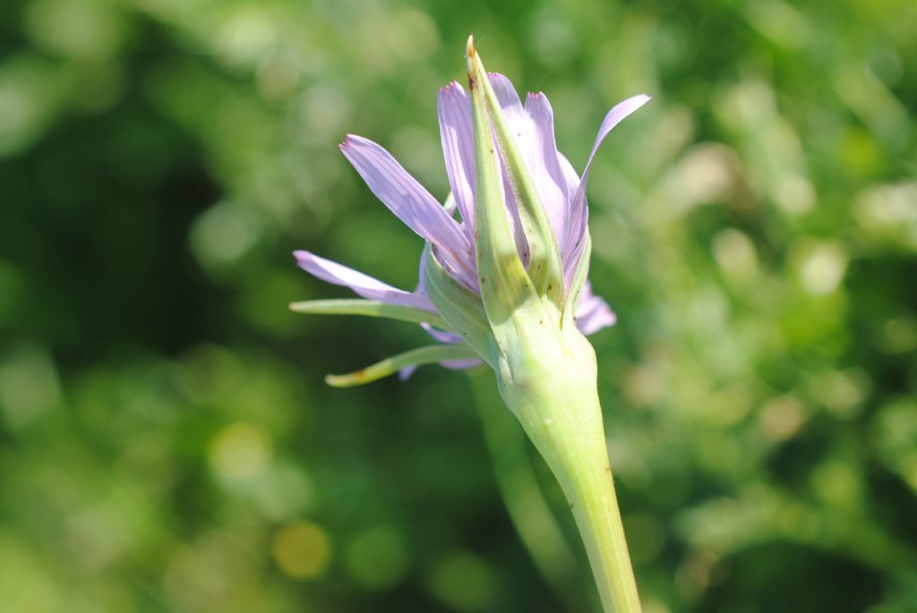 Tragopogon?  S, Tragopogon eriospermus