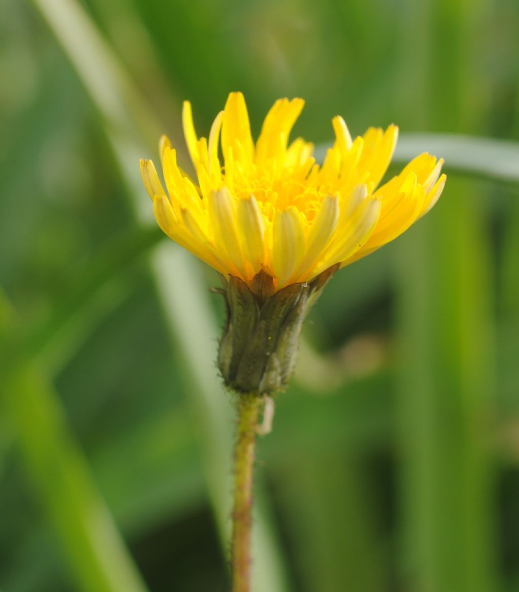 Asteracea..Hieracium?  No, Hypochaeris achyrophorus e Sonchus sp.