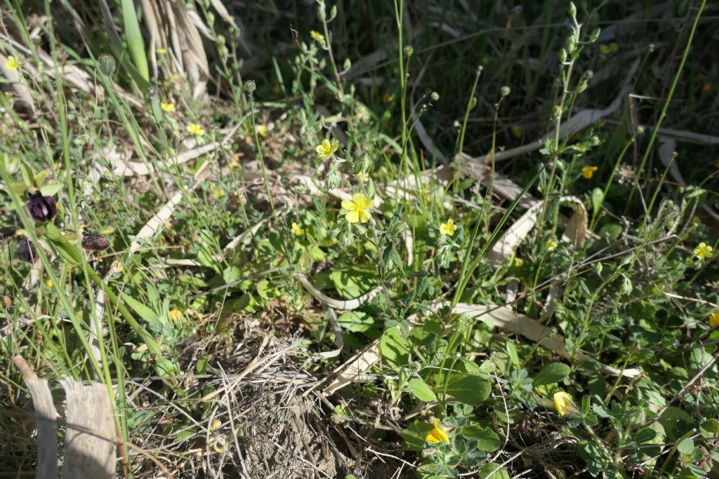 Cistaceae: Helianthemum nummularium?  S