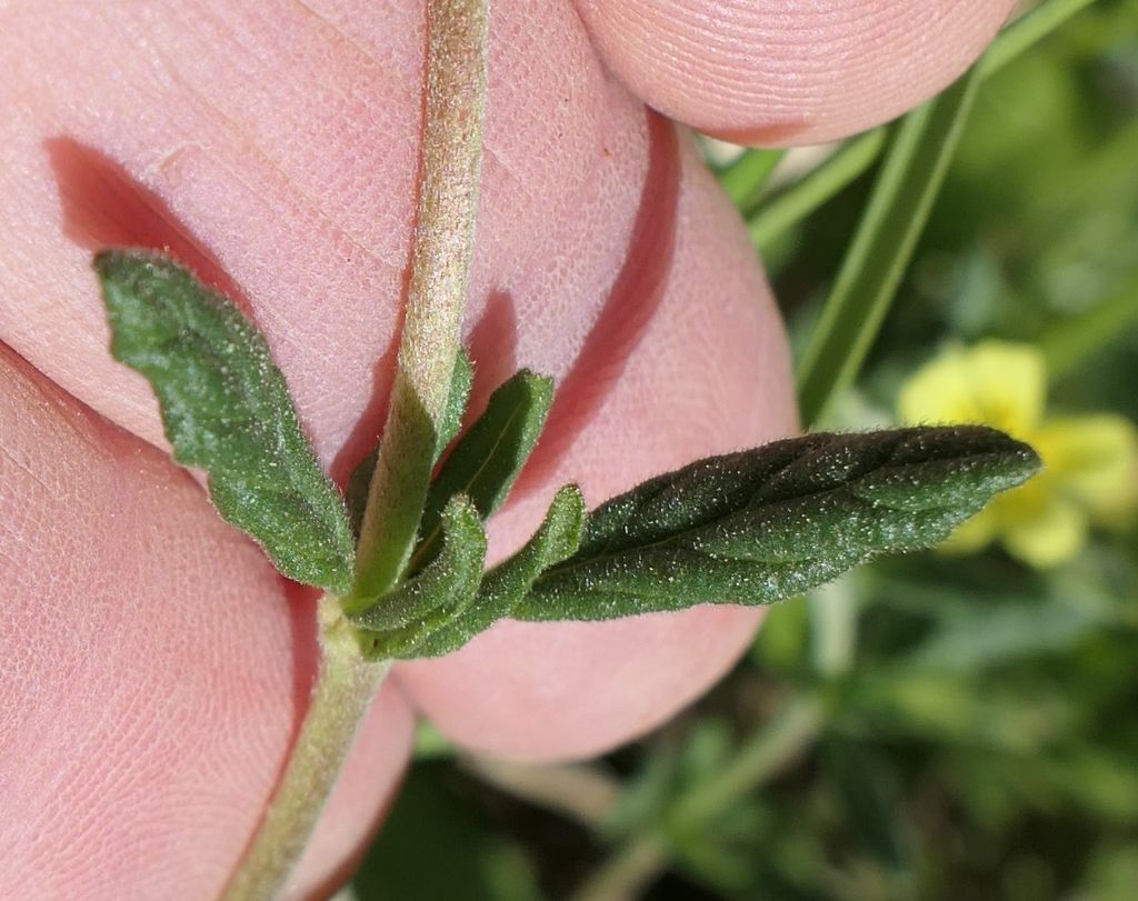 Cistaceae: Helianthemum nummularium?  S