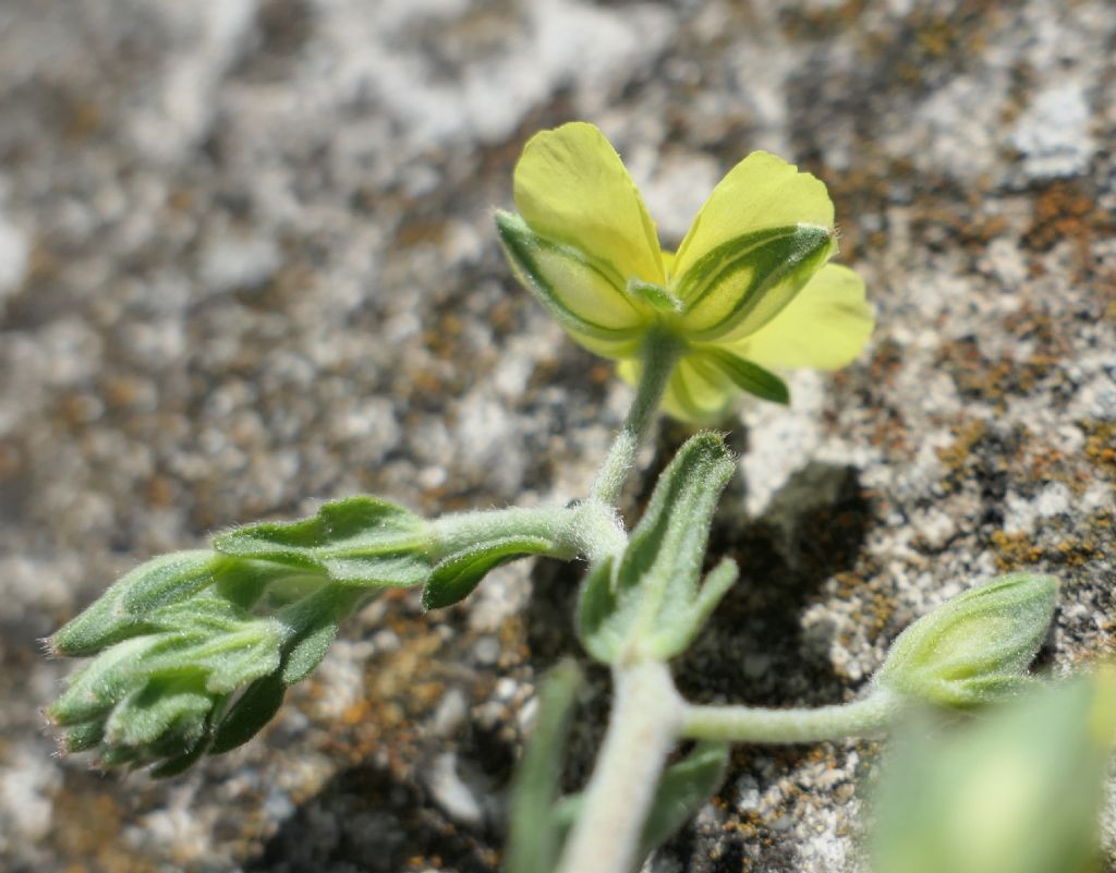 Cistaceae: Helianthemum nummularium?  S